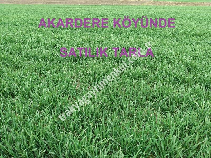 Fotoğraf 1