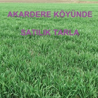 Fotoğraf 1