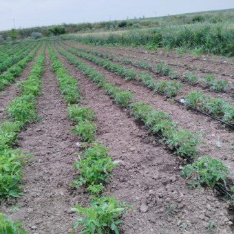 Lüleburgaz Evrensekizde kuyusu olan Satılık Tarla