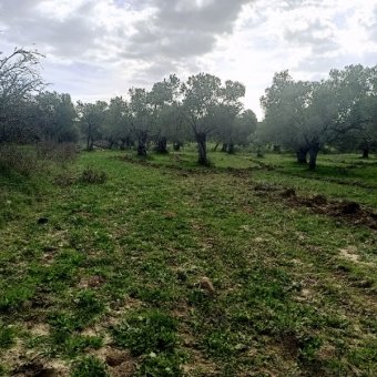 REPAL' den Ayvalık Gazi Kemal Paşa' da Satılık Bakımlı Zeytinlik.