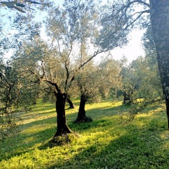 REPAL' den Ayvalık Mutluköy' de Satılık Bakımlı Zeytinlik.