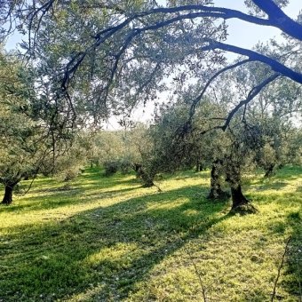REPAL' den Ayvalık Mutluköy' de Satılık Bakımlı Zeytinlik.