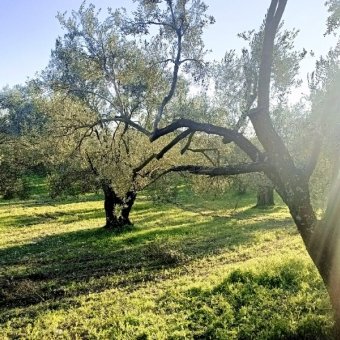 REPAL' den Ayvalık Mutluköy' de Satılık Bakımlı Zeytinlik.