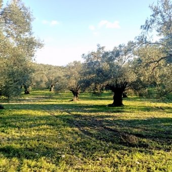 REPAL' den Ayvalık Mutluköy' de Satılık Bakımlı Zeytinlik.