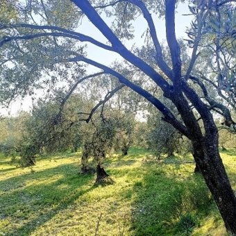 REPAL' den Ayvalık Mutluköy' de Satılık Bakımlı Zeytinlik.