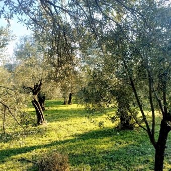 REPAL' den Ayvalık Mutluköy' de Satılık Bakımlı Zeytinlik.