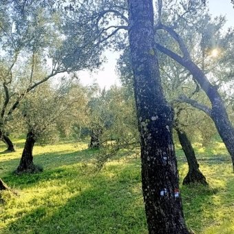 REPAL' den Ayvalık Mutluköy' de Satılık Bakımlı Zeytinlik.