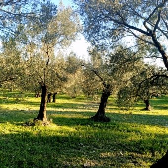 REPAL' den Ayvalık Mutluköy' de Bakımlı Satılık Zeytinlik.