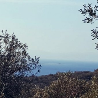 REPAL' den Ayvalık Cunda Adasında Deniz Manzaralı Satılık Zeytinlik.