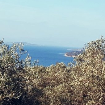 REPAL' den Ayvalık Cunda Adasında Deniz Manzaralı Satılık Zeytinlik.