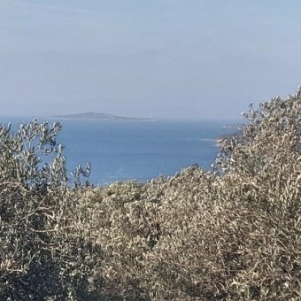 REPAL' den Ayvalık Cunda Adasında Deniz Manzaralı Satılık Zeytinlik.