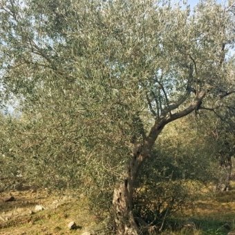 REPAL' den Ayvalık Cunda Adasında Deniz Manzaralı Satılık Zeytinlik.