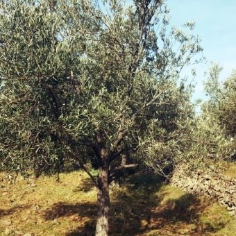 REPAL' den Ayvalık Cunda Adasında Deniz Manzaralı Satılık Zeytinlik.