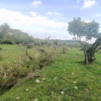 Ayvalık Kazım Karabekir' de Satılık Bakımlı Zeytinlik.