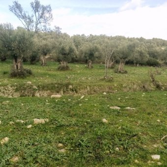 Ayvalık Kazım Karabekir' de Satılık Bakımlı Zeytinlik.
