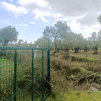 Ayvalık Kazım Karabekir' de Satılık Bakımlı Zeytinlik.