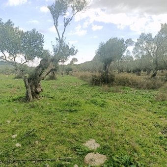 Ayvalık Kazım Karabekir' de Satılık Bakımlı Zeytinlik.