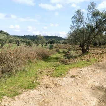 Ayvalık Kazım Karabekir' de Satılık Bakımlı Zeytinlik.