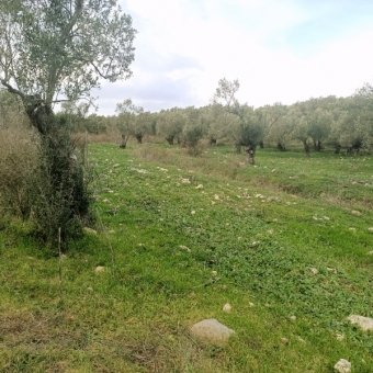 Ayvalık Kazım Karabekir' de Satılık Bakımlı Zeytinlik.
