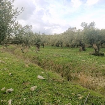 Ayvalık Kazım Karabekir' de Satılık Bakımlı Zeytinlik.
