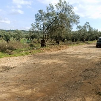 Ayvalık Kazım Karabekir' de Satılık Bakımlı Zeytinlik.