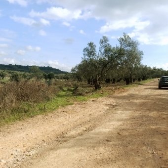 Ayvalık Kazım Karabekir' de Satılık Bakımlı Zeytinlik.
