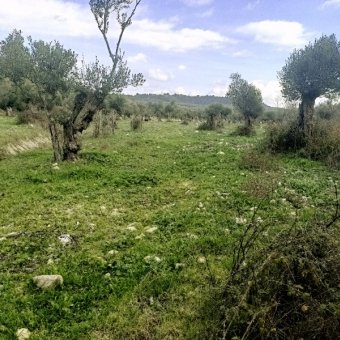 Ayvalık Kazım Karabekir' de Satılık Bakımlı Zeytinlik.