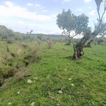 Ayvalık Kazım Karabekir' de Satılık Bakımlı Zeytinlik.