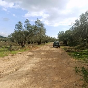 Ayvalık Kazım Karabekir' de Satılık Bakımlı Zeytinlik.