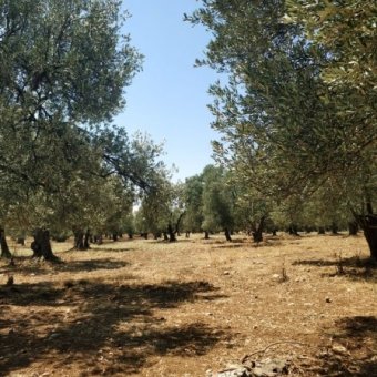 REPAL' den Ayvalık Kazım Karabekir' de İki Parsel Satılık Bakımlı Zeytinlik.