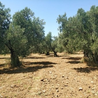 REPAL' den Ayvalık Kazım Karabekir' de İki Parsel Satılık Bakımlı Zeytinlik.