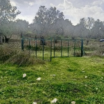 REPAL' den Ayvalık Kazım Karabekir' de İki Parsel Satılık Bakımlı Zeytinlik.