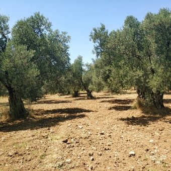 REPAL' den Ayvalık Kazım Karabekir' de İki Parsel Satılık Bakımlı Zeytinlik.
