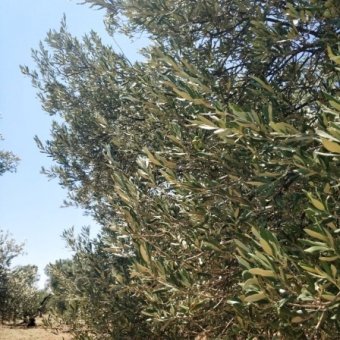 REPAL' den Ayvalık Kazım Karabekir' de İki Parsel Satılık Bakımlı Zeytinlik.