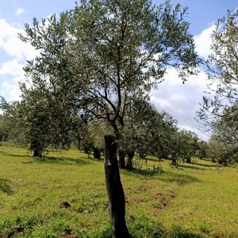 Ayvalık Cunda Adasında Denize Yakın Satılık Zeytinlik.