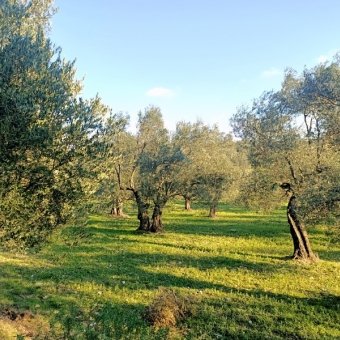 Ayvalık Cunda Adasında Denize Yakın Satılık Zeytinlik.