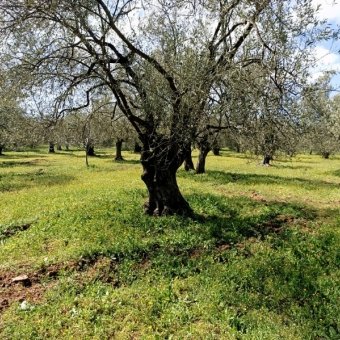 Ayvalık Cunda Adasında Denize Yakın Satılık Zeytinlik.