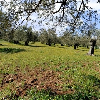 Ayvalık Cunda Adasında Denize Yakın Satılık Zeytinlik.
