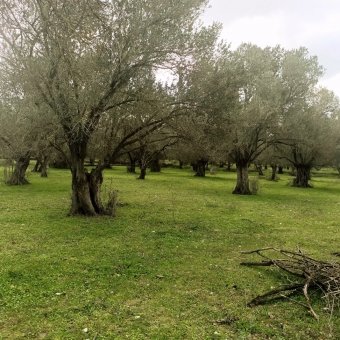 REPAL' den Ayvalık Küçükköy' de Bakımlı Satılık Zeytinlik.