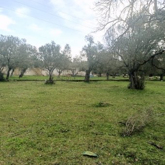 REPAL' den Ayvalık Küçükköy' de Bakımlı Satılık Zeytinlik.
