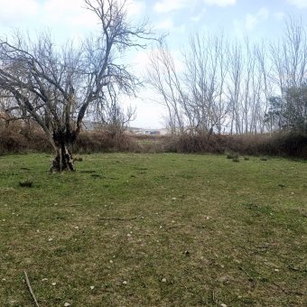 REPAL' den Ayvalık Küçükköy' de Bakımlı Satılık Zeytinlik.