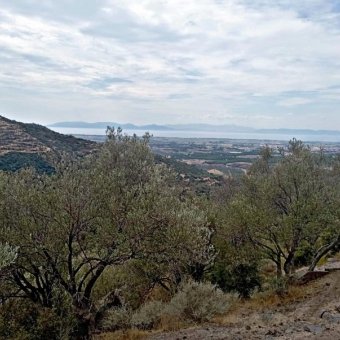 REPAL' den İzmir Dikili' de Deniz Manzaralı Bakımlı Satılık Zeytinlik.