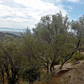 REPAL' den İzmir Dikili' de Deniz Manzaralı Bakımlı Satılık Zeytinlik.