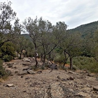 REPAL' den İzmir Dikili' de Deniz Manzaralı Bakımlı Satılık Zeytinlik.
