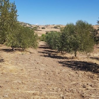 Ayvalık Çakmak Köyünde Yola Cepheli Satılık Tarla.