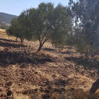 Ayvalık Çakmak Köyünde Yola Cepheli Satılık Tarla.