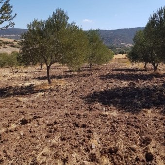 Ayvalık Çakmak Köyünde Yola Cepheli Satılık Tarla.