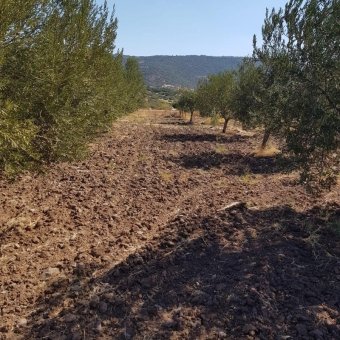 Ayvalık Çakmak Köyünde Yola Cepheli Satılık Tarla.