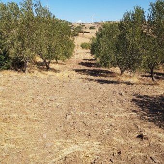 Ayvalık Çakmak Köyünde Yola Cepheli Satılık Tarla.