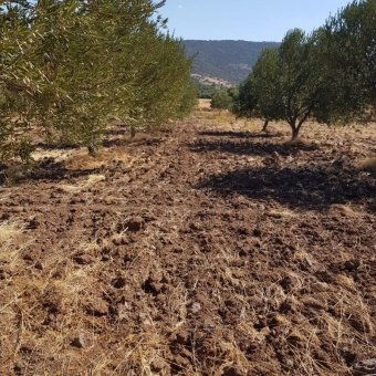 Ayvalık Çakmak Köyünde Yola Cepheli Satılık Tarla.
